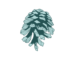 pinecone